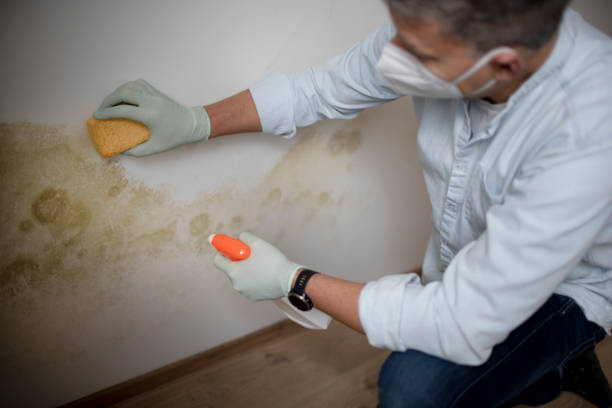 Best Emergency Mold Remediation in Belton, SC