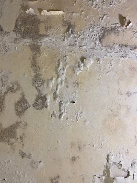 Best Attic Mold Remediation in Belton, SC