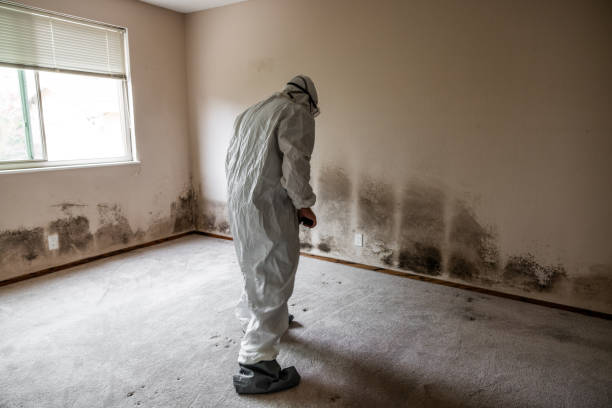 Best White Mold Remediation in Belton, SC