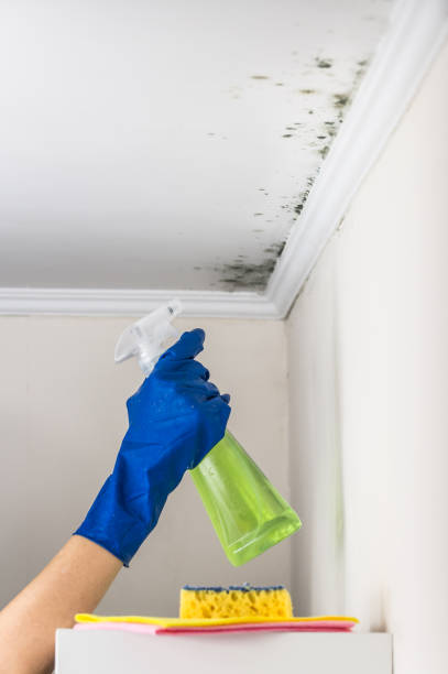 Best Insurance-Related Mold Remediation in Belton, SC