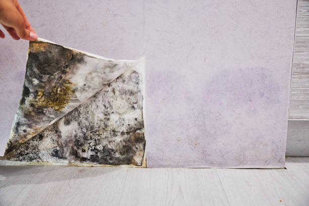 Best Kitchen Mold Remediation in Belton, SC